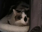 Max the cat inside the home.