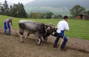 Landwirtschaft wie fr¸her: Christian Rach versucht m¸hsam einen Acker mit Hilfe eines stˆrrischen Ochsen zu pfl¸gen.  Honorarfrei - nur f¸r diese Sendung bei Nennung ZDF und Axel LischkeLandwirtschaft wie frÂ¸her: Christian Rach versucht mÂ¸hsam einen Acker mit Hilfe eines stË†rrischen Ochsen zu pflÂ¸gen.  Honorarfrei - nur fÂ¸r diese Sendung bei Nennung ZDF und Axel Lischke