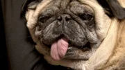 Pudgy kommt zur Behandlung.