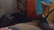 Dylan the cat inside the house.