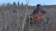 Picture shows: The people of Tanana bring a moose carcass back for George Roberts’ potlatch.