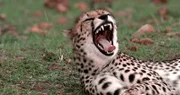 Gepard