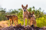 Neugierig beobachten die Dingos ihre Umgebung.