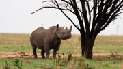 Nashorn