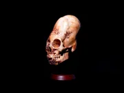 Paracas-Schädel Nummer 44, entdeckt im Jahr 2012.
