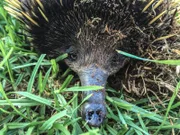 Nach dem anstrengenden Vormittag entspannt sich der Ameisenigel, bevors dann wieder losgeht mit der Jagd nach seinem Abendessen.