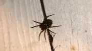 Sparkling spider