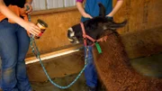 Rhett being fed.