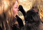 ARD/SWR DAS WAISENHAUS FÜR WILDE TIERE FOLGE 20, "Abenteuer Afrika", SWR Dokuserie mit 40 Folgen, deren Schauplatz die Tierrettungsstation "Harnas" am Rand der afrikanischen Kalahari-Wüste ist. Die Horde junger Paviane ist immer zu schrägen Spielchen aufgelegt.