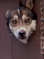 Dog.