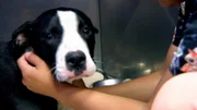 When a dog arrives at the clinic with a foaming mouth, Dr. Jeff must react quickly. He performs a surgical procedure that he has never performed before.
