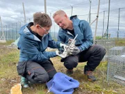 Craig Jackson und Kristine Ulvund messen den Hinterlauf eines wenige Wochen alten Polarfuchses.