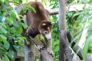 Tree kangaroo