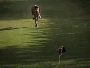 Cheetah chasing lure