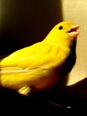 Beautiful Yellow canary bird out of the cage in Barcelona Spain