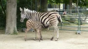 Ein Zebra Jungtier trinkt gerade bei seiner Mutter.