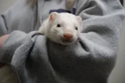 Close up of Clyde looking at camera in owner’s arms.