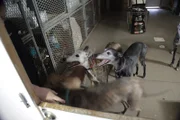 As seen on episode 204 of Dr. Jeff: Rocky Mountain Vet.