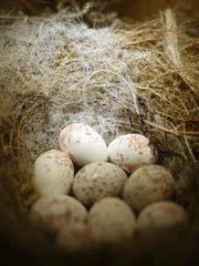 Overhead view of bird's nest with eight speckled eggs.