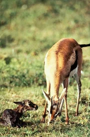 Eine Thomson Gazelle mit Neugeborenem. Thomson Gazellen sind nach den Gnus die zweithäufigsten Huftiere im Serengeti Nationalpark. Eine Thomson Gazelle mit Neugeborenem. Thomson Gazellen sind nach den Gnus die zweithäufigsten Huftiere im Serengeti Nationalpark.