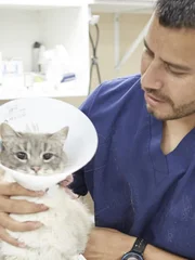 Hector Martinez works with a cat at the clinic.