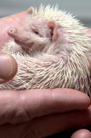Hedgehog.