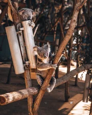 Diese zwei Koalas sind in Sicherheit