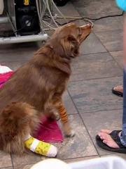 Dog.