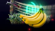 Fotomontage mit Bananen, einer Plantage, einem Flugzeug und im Hintergrund der grün leuchtende Fingerabdruck der Sendung "Die Spur".