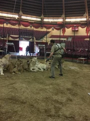 Löwendompteur im Circus Krone