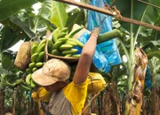 Arbeiter auf einer Bananenplantage an der Karibikküste Panamas