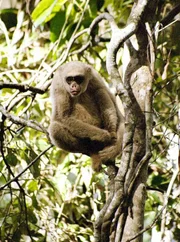 Muriqui.