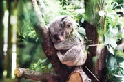 Ein Koala in Sicherheit_Jordan Whitt