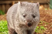 Dieser junge Wombat wohnt im Bonorong Wildlife Sanctuary auf Tasmanien