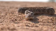 A snake