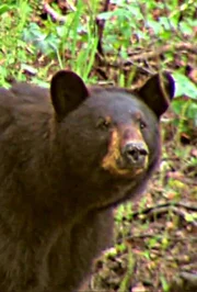 A bear in the woods