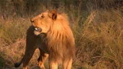 A lion