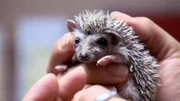 Hedgehog