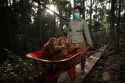 Junge Orang-Utans auf dem Weg zur “Regenwaldschule“ der Borneo Orangutan Survival Foundation (BOSF), Kalimantan / indonesischer Teil der Insel Borneo.