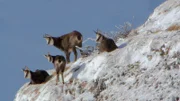 Die Gämse halten sich als typische Gebirgstiere eher oberhalb der Baumgrenze auf.