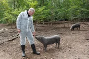 Alexander Herrmann im Wald bei Oberlaimbach mit Cornwallschweinen.