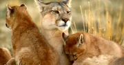 Eine Puma-Mutter beschützt ihre Jungtieren in Patagonien