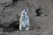 Meerkats.