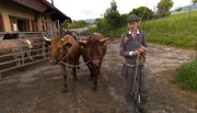 Anne Wiltafsky geht mit ihren Kühen trainiere.