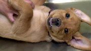 Der neun Wochen alte Labradorwelpe "Groot" verzaubert alle Herzen.