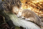 Tasmanische Echidnas