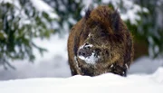 Für die heimische Tierwelt ist der Winter keine leichte Zeit bei der Suche nach Nahrung. - Wildschwein