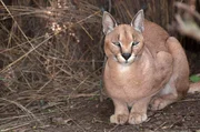 Der nachtaktive Karakal ist ein naher Verwandter der Wildkatze. Der nachtaktive Karakal ist ein naher Verwandter der Wildkatze.