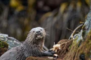 Der südamerikanische Küstenotter ist der kleinste Meeressäuger der Welt; von der Nase bis zur Schwanzspitze misst er kaum über einen Meter. Weitere Fotos erhalten Sie auf Anfrage.