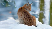 Für die heimische Tierwelt ist der Winter keine leichte Zeit bei der Suche nach Nahrung. - Luchs